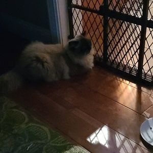 Meet your Posher, Donald